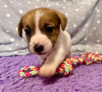 Jack Russell terier - stenata s prukazem puvodu - 5