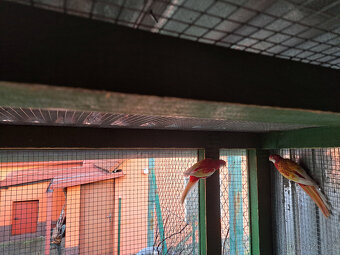 Rosela, Korela, Andulky - 5