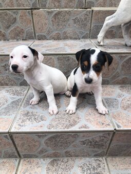 Jack russell teriér - 5