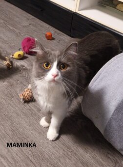 Britská koťátka britské kotě - 5