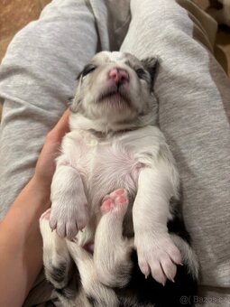 Kříženec bordelkolie - 5