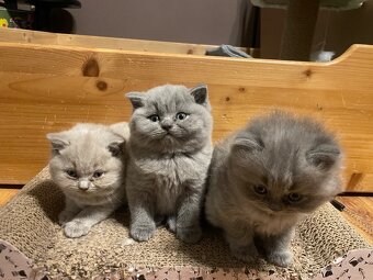 Britská koťátka - 5