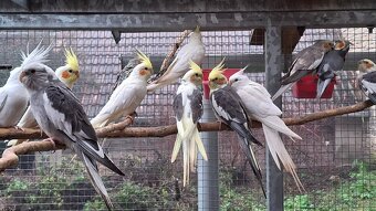 Korely chocholaté - 5