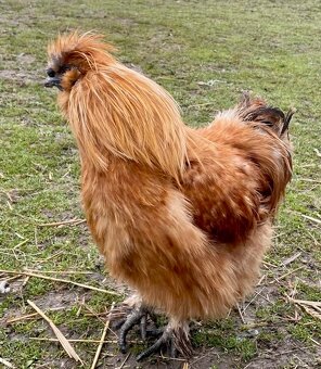 Kohout hedvábničky - 5