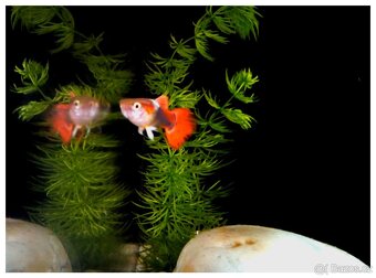 Poecilia Reticulata a Xiphophorus Helleri od 700 do 2.500 ks - 5
