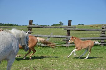 Pony 140cm kobyla 4r a hrebecek - 5