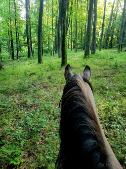 Predám charakterného valacha - 5