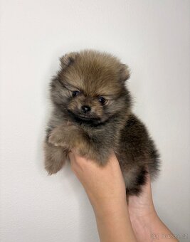 Štěňata pomeraniana s PP FCI - 5