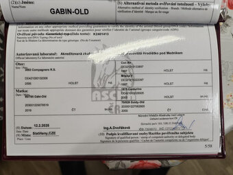 Prodám roční hřebečky ČT a CS - 5