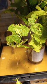 Lupenitka - strašilka. Letranti Tataba. Lupenitka Fipínská. - 5