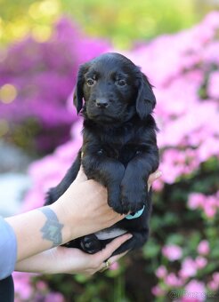 flat coated retriever - 5