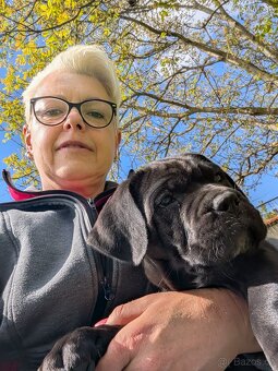 Cane Corso - štěňátka s PP - 5