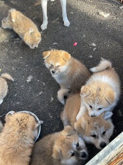 Akita inu Štěnata prodám - 5