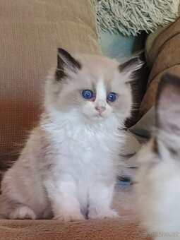 Ragdoll s PP - 5