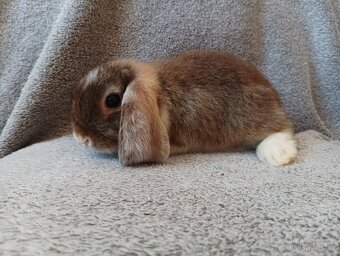 Samička zakrslého beránka 🐇 - 5