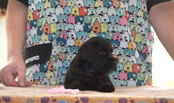 Knírač malý černý - top šteňátka s PP - 5