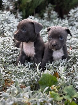 Stafordšírský bulteriér - 5