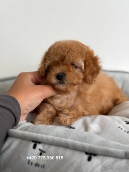 ❤️Krasna holčička Maltipoo - 5