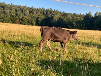 Dahomey – jalovička - 5