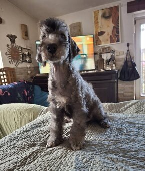 Bedlington terier, Mr.Blue je  pejsek s PP - 5