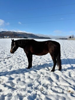 Kobyla 5 let na prodej - 5