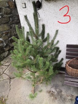 Vánočný stromek, stromky borovice, levně - 5