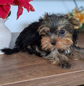 Jorkšírský teriér bez pp - 5