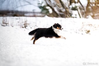 Miniaturní americký ovčák - 5