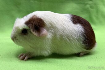 Krátkosrsté morče, morčátko, morčata - 5