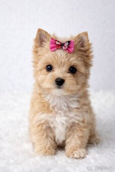 yorkshire terrier s PP - 5