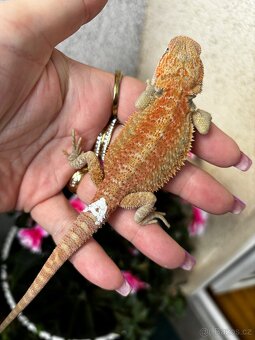 Agama vousata samicky - 5