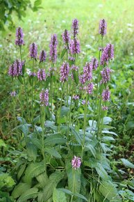 Bukvice lékařská - Betonica officinalis 700 semen 50 Kč - 5