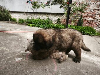 Leonberger šteňatá - 5
