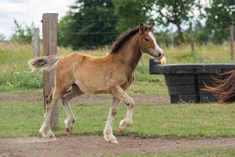 Klisna Welsh Cob - 5