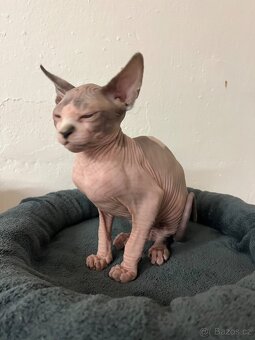 Kanadský sphynx - 5