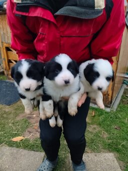 Border kolie dlouhosrstá - 5