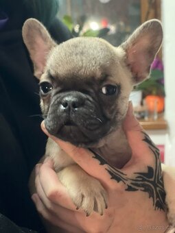 Francouzský buldoček - 5
