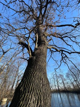 Rybnik Jeseniky Tomíkovice - 5