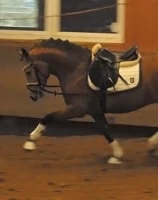 Sportovní pony parkur/drezura - 5