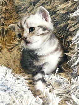 Britská koťata- whiskas - 5