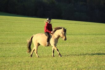 4 letá klisna fjord X quarter horse - 5