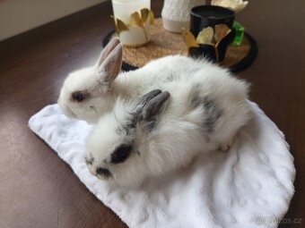 Zakrslý králíci - 5