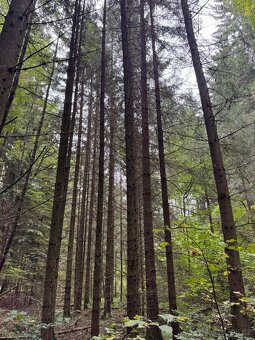 Prodám lesní pozemek v k.ú. Štiptoň - 5