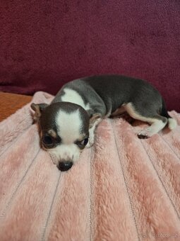 Čivava krátkosrstá modrobilý klučik - 5