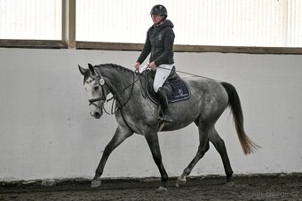 Klisna po Cornet de Lux - 5