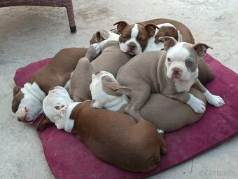 Bostonský teriér, štěňátko s PP - odběr únor 2026 - 5