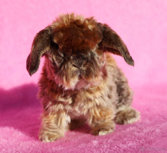 Zakrslý satén rex beránek , samička s VP . - 5