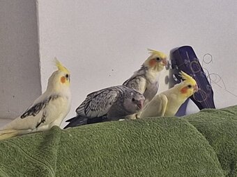 Ručně dokrmené korely. - 5