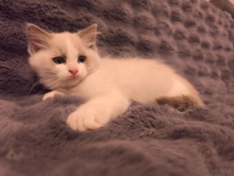 Ragdoll kocourci - 5