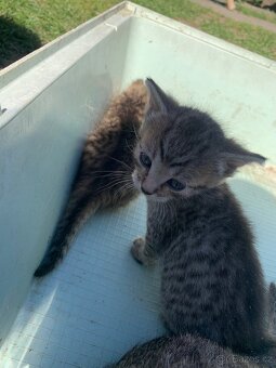 Darujeme koťátka - 5